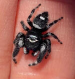 Zebra Jumping Spider