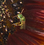 Metallic Green Sweat Bee