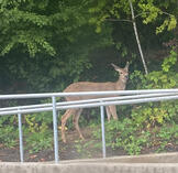 Columbian Black-tailed Deer