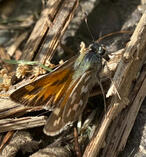 Juba Skipper