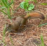 Red Squirrel