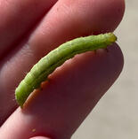 Looper larva