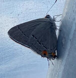 Gray Hairstreak