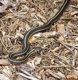 Northwestern Garter Snake