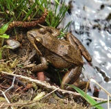 Pacific Red-legged Frog